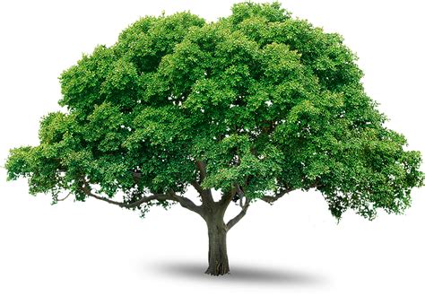 Tree Png Image Free Download Picture Transparent Image Download Size