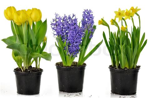 They are mainly seen as potted flowers or in soil outdoor. Spring flowers in pots ready for garden | Stock Photo ...