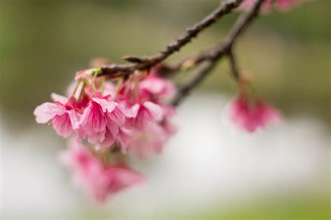 Wallpaper Flower Pink Cherry Blossom Spring Branch Flora Close