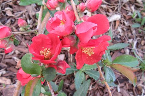 Mother Nature's Montrose Garden: Creating Your Colorado-friendly Garden