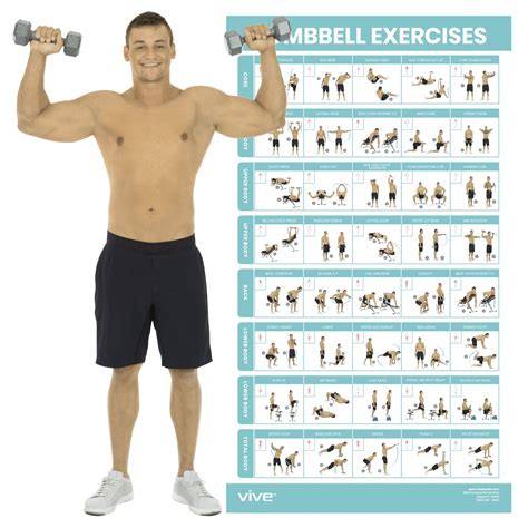 Buy Vive Dumbbell Exercise Poster Home Gym Workout For Upper Lower Full Body Laminated