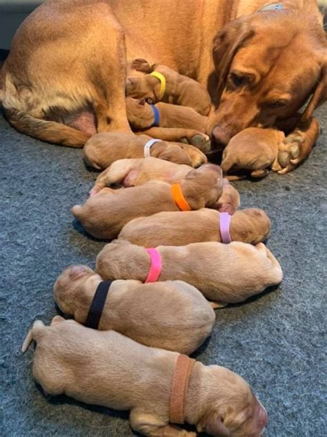 Find the perfect puppy for sale in wisconsin at next day pets. Fox Red Lab Puppies For Sale Wisconsin in 2020 | Red lab ...