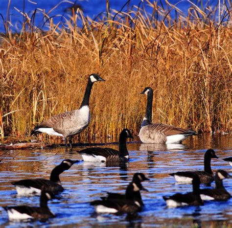 Several Canadian Geese Pond Marsh Stock Photo Image Of Black Wings