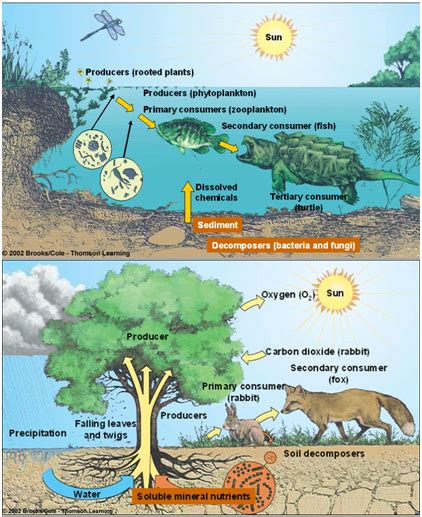 Sedangkan faktor biotik adalah tanaman dan pohon, hewan, mikroorganisme seperti jamur, bakteri, alga. Unsur Lingkungan Biotik Berdasarkan Fungsi dan Tingkatan ...