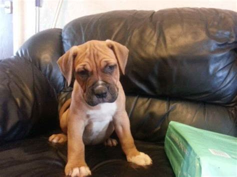 Keystone puppies does not house, purchase, raise, or accept funds for puppies. American Bull Mastiff Puppies For Sale | PETSIDI