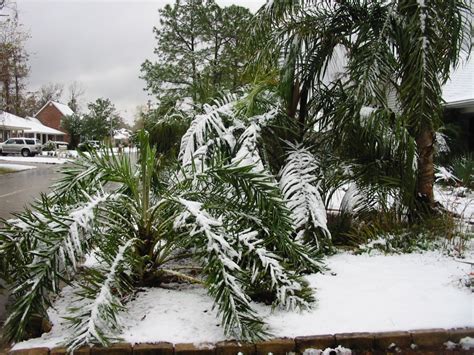 Snowy Palms Discussing Palm Trees Worldwide Palmtalk