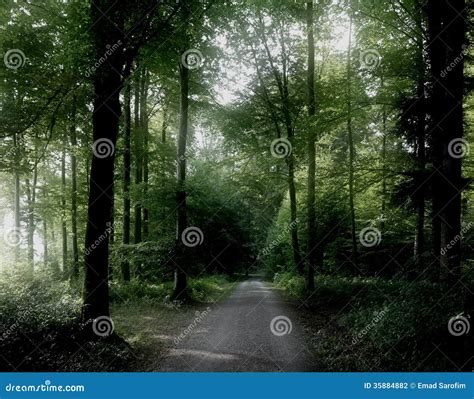 Peaceful Forest Stock Photo Image Of Trees Environment 35884882