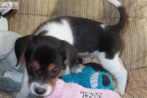 1 years old chiweenee/beagle bassett puppies Beagle Puppies For Sale In Richmond Va | PETSIDI