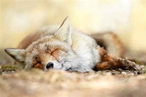 Sleeping Beauty Red Fox In Rest Photograph By Roeselien Raimond Fine