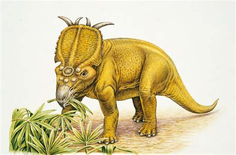 Pachyrhinosaurus Sapereit