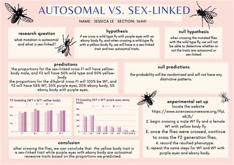 Fly Crossing Autosomal Vs Sex Linked Research Question Name Jessica