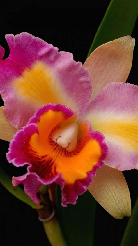 Orchids Flowers Close Up Bright Orchid Flower Beautiful Orchids Flower Close Up