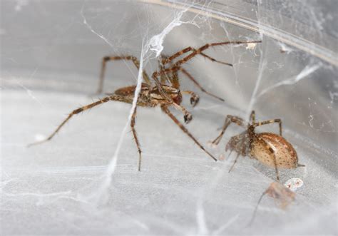 Image Of The Day Spider Sex The Scientist Magazine®
