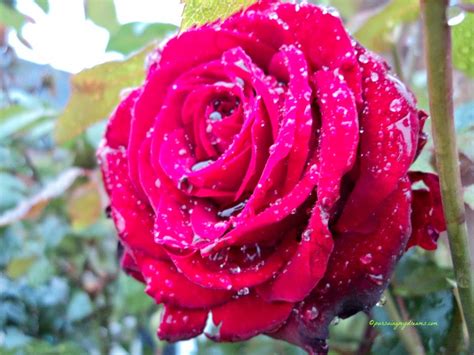 Manfaat Bunga Mawar Untuk Kesehatan Dan Kecantikan Cara Tono Tono