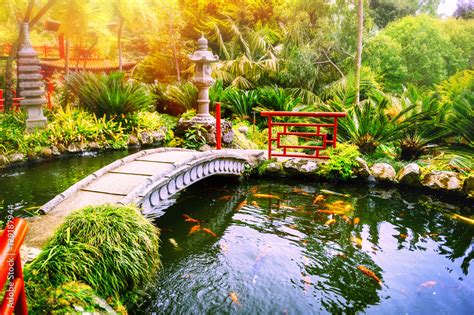 Japanese Garden With Swimming Koi Fishes In Pond Stock Photo Adobe Stock