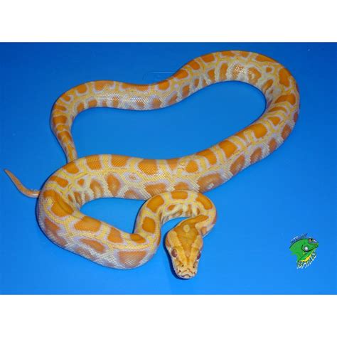 Albino Burmese Python Baby Strictly Reptiles Inc