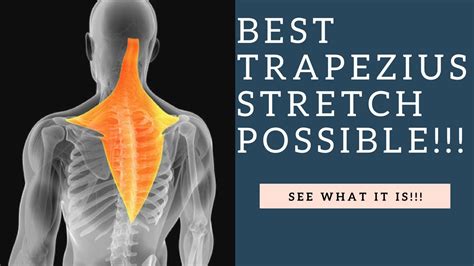 Trapezius Stretches