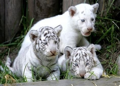 Tiger Cubs Grass White Black Cubs Hd Wallpaper Pxfuel