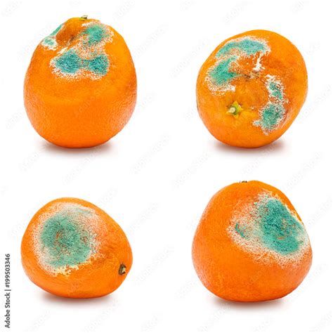 A Set Of Rotten Moldy Oranges Tangerines Isolated On White Background