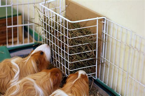 I hope this will give at least a couple folks some ideas of their own. Under-Shelf Storage Basket used as Hay Feeder | Just add ...