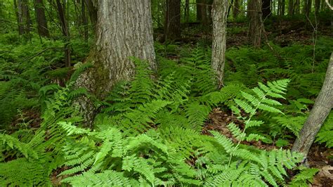 The Forest Floor Northwestern Pennsylvania Elk Township Flickr