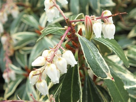 How we manage superstructure teams. Pieris japonica 'Variegata' (5 litre)