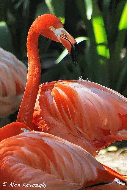 Two Pink Flamingos Standing Next To Each Other In The Sun With Green