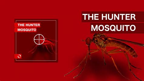 The Hunter Mosquito Youtube