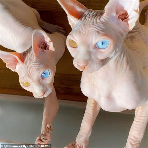 Fascinating Photos Show Sphynx Cats With Different Coloured Eye