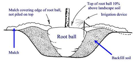 Planting Hole Planting Landscape Plants Edward F Gilman Ufifas