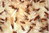 Pictures of Termite Treatment Victoria