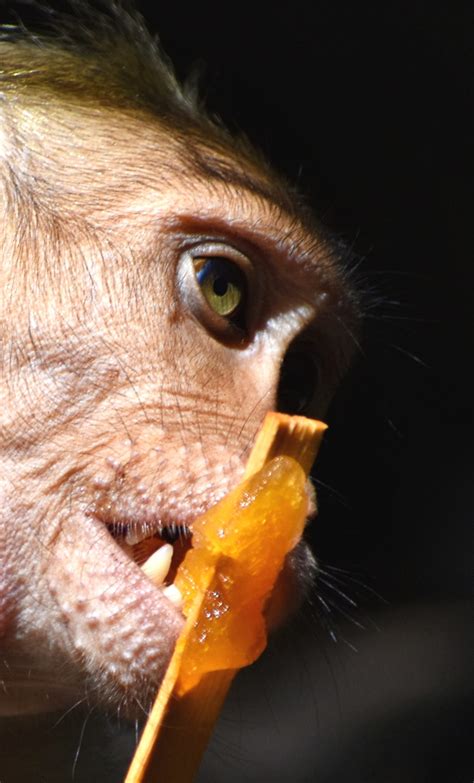 A Monkey Is Eating Something Pixahive