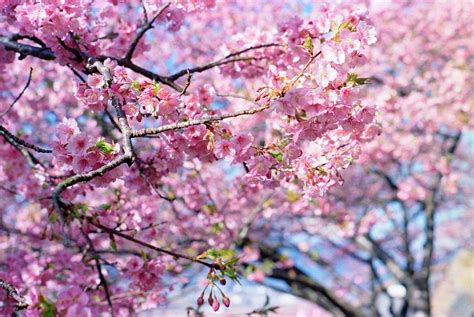 8 Cherry Blossom Festivals In Japan In February Kyuhoshi