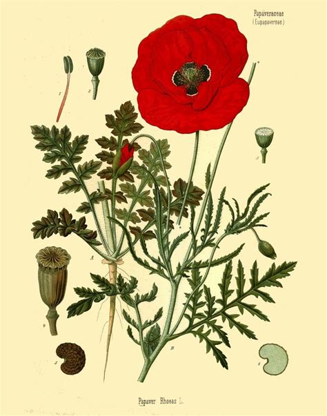 Antique Botanical Print Red Poppy Flowers Illustration Digital Etsy