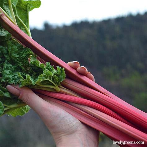 7 Easy To Grow Fruits And Vegetables Lovely Greens