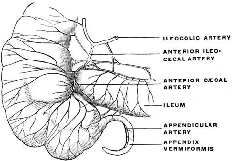 Arteries Of The Cecum Clipart Etc