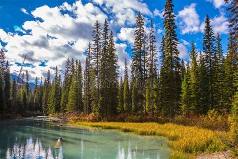 Coniferous Forest On The Mountain Lake Stock Image Image Of Nature