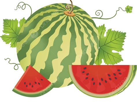 Watermelonillustration Picture Vitamin White Vector Picture Vitamin
