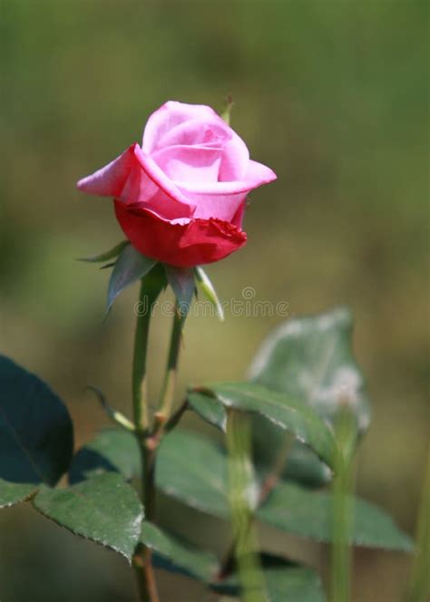 Single Pink Rosebud Stock Image Image Of Floral Anniversary 18214525