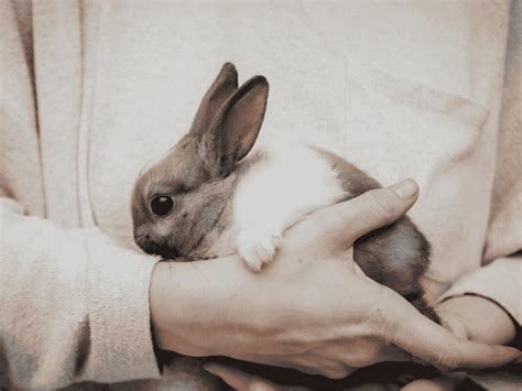 Do Rabbits Like Being Held Like Babies The Answer May Surprise You