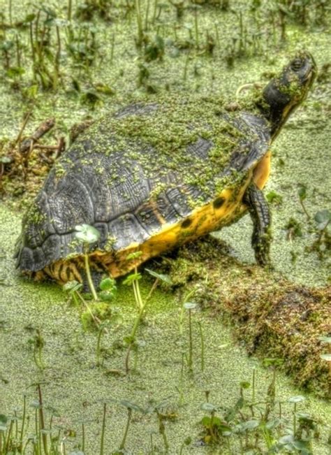 Swamp Turtle Turtle Reptiles Swamp