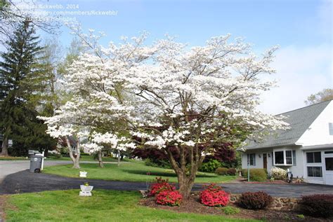 Flowering trees are beautiful accents to any home's landscape; PlantFiles Pictures: Cornus Species, Eastern Dogwood ...