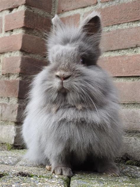 Lionhead Bunny Grey Brick Wall Pet Bunny Rabbits Lionhead Rabbit