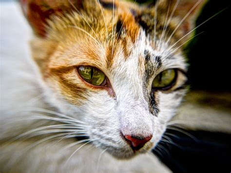 Free Images Kitten Feline Whisker Fauna Yawn Close Up Nose