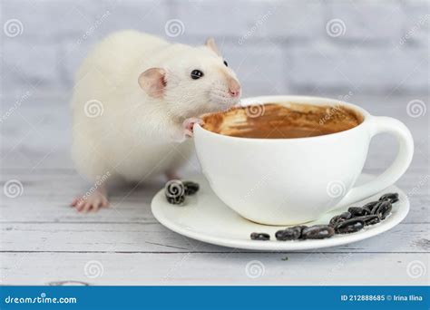 A Cute And Funny Little White Decorative Rat Sits Next To A Coffee Cup