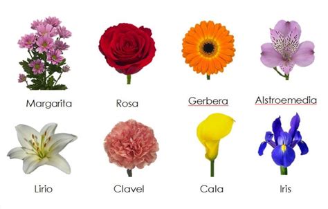 Distintas Flores Y Sus Nombres Rostas