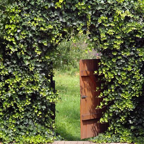8 Amazing Ways To Hide A Fence With Plants Fence Frenzy