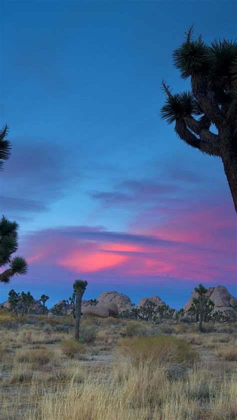 Free Download Joshua Tree National Park Wallpapers Hd Download