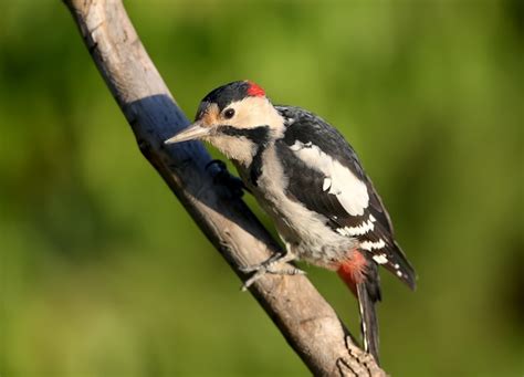 Premium Photo The Syrian Woodpecker Dendrocopos Syriacus At Close Range
