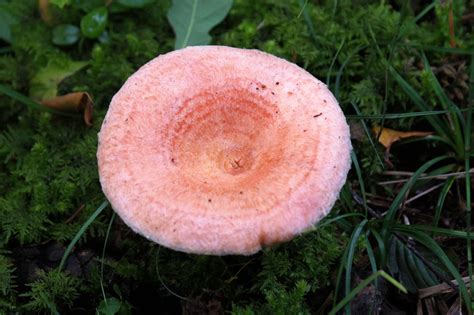 4 Types Of Red Mushrooms In Arkansas Plant Grower Report